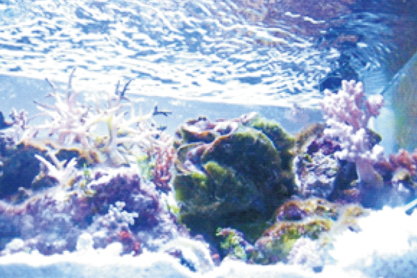 Aquarium