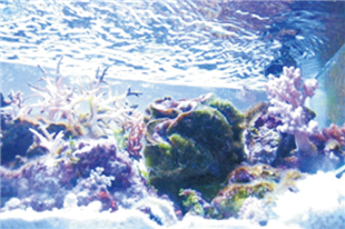 水族馆